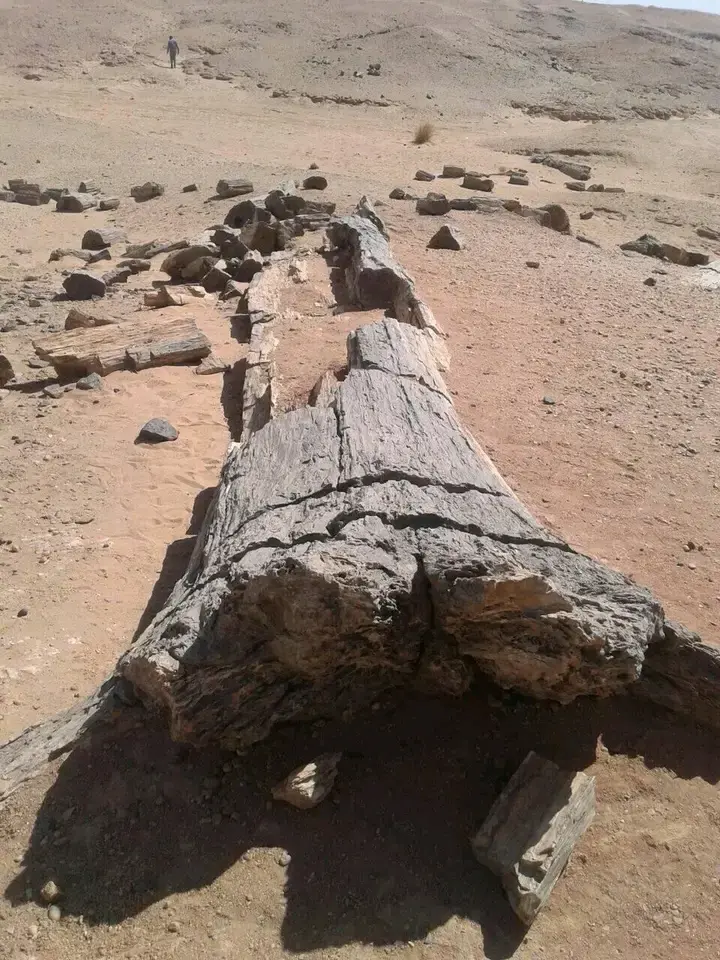 السودان.. غابة متحجِّرة عمرها ملايين السنوات تواجه مخاطر النهب والتخريب ...